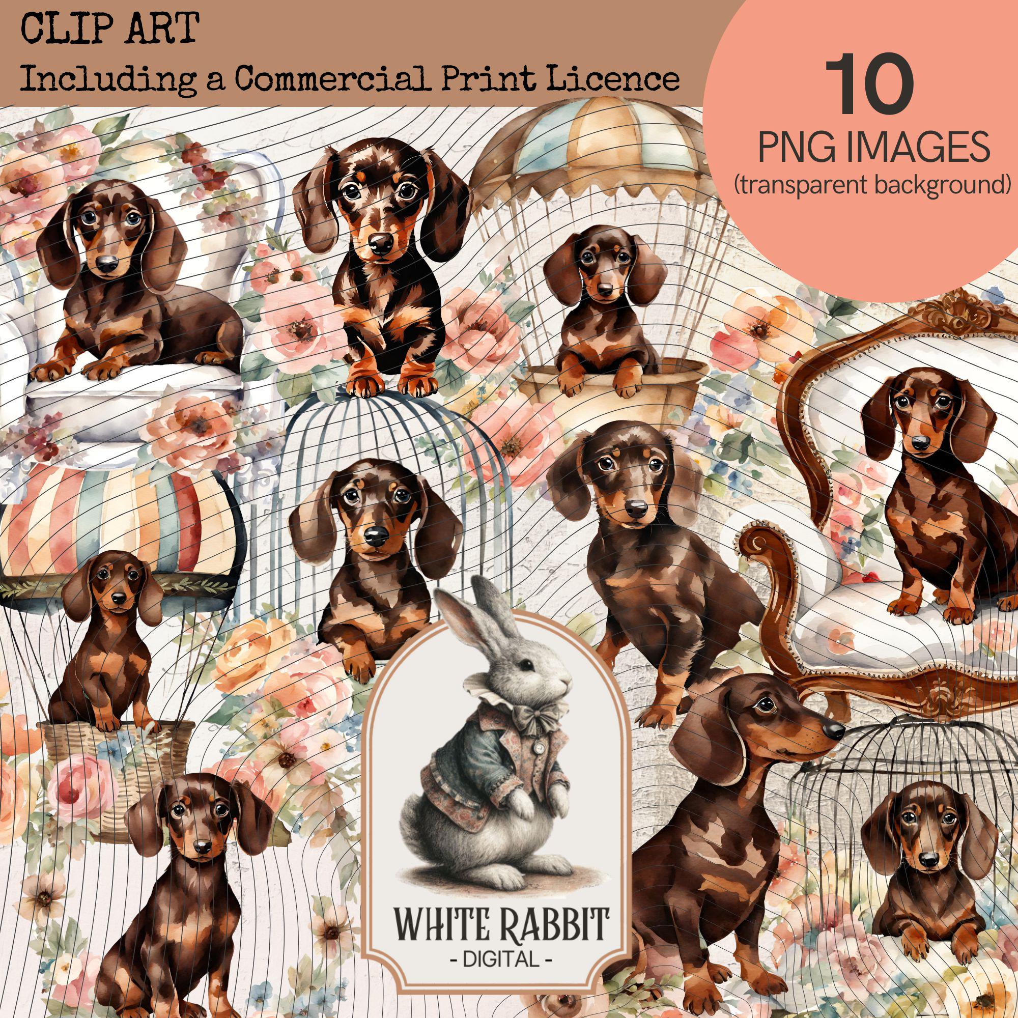Shabby Chic Dachshund Puppy with Florals - PNG Set with Transparent Background - Commercial Print Licence