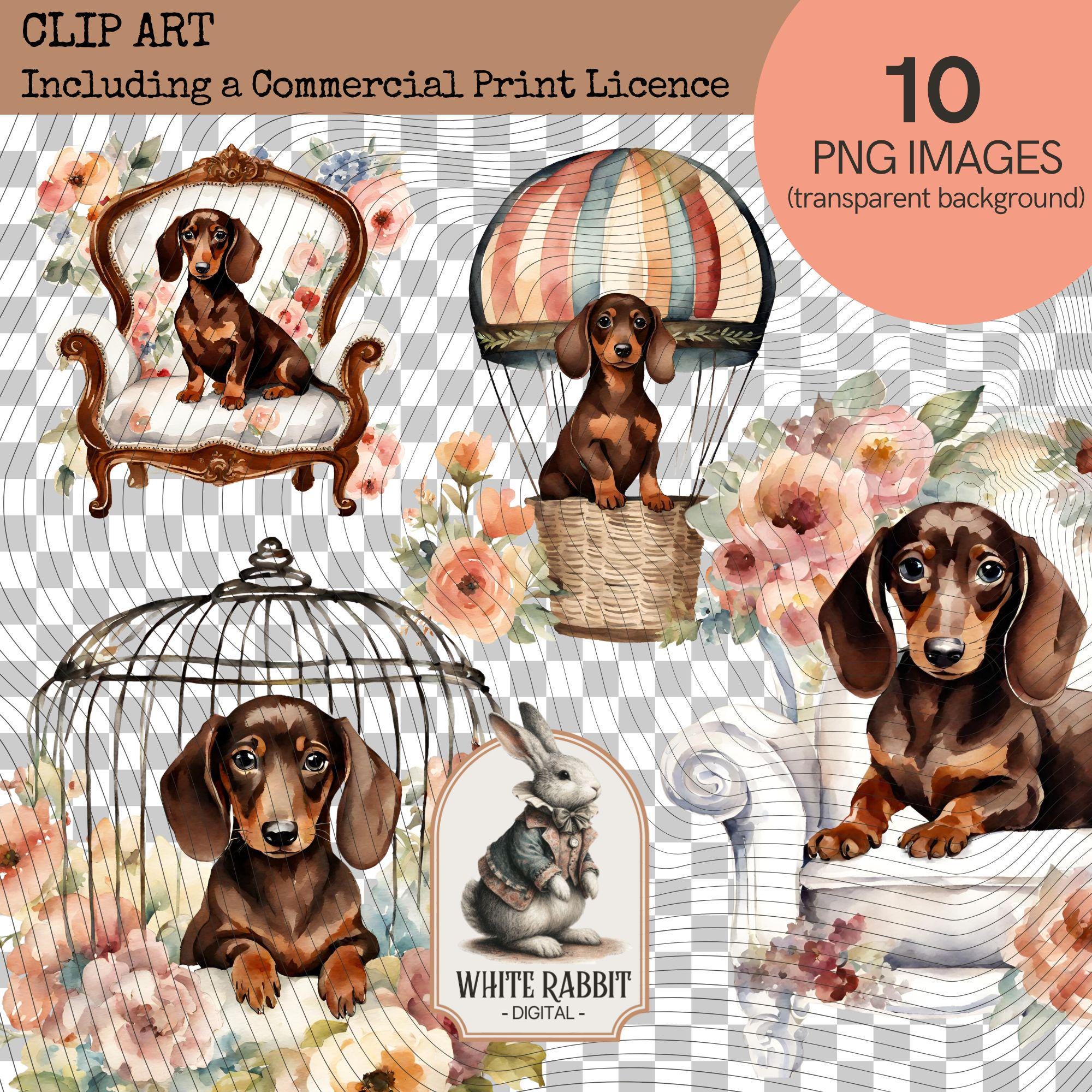 Shabby Chic Dachshund Puppy with Florals - PNG Set with Transparent Background - Commercial Print Licence